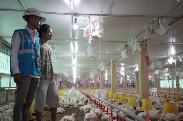 Pakai Listrik PLN, Peternak Ayam di Gowa Hemat hingga 30 Persen