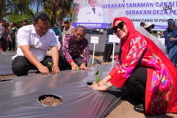 Sofha Marwah Bahtiar Mulai Gerakan Tanam Cabai di Kabupaten Wajo