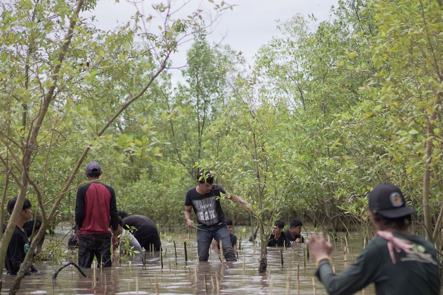 DPD NasDem Luwu Tanam 1.000 Bibit Pohon Mangrove