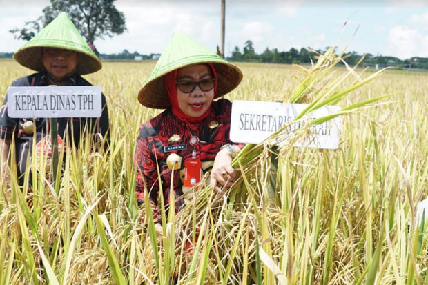 Gowa Siapkan 3.004 Hektare Lahan untuk Program Panen Padi Nusantara