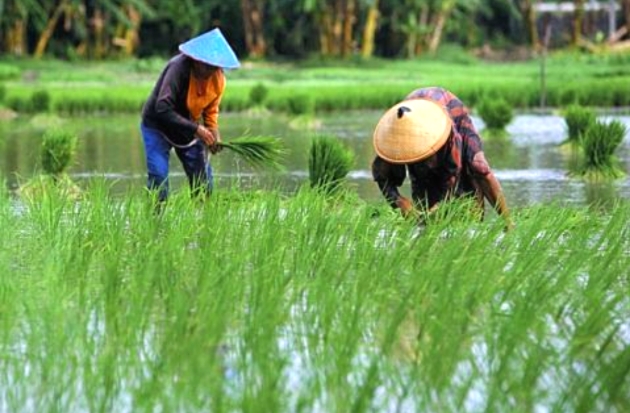 Catat! Ini Kriteria Petani yang Berhak Dapat Pupuk Subsidi