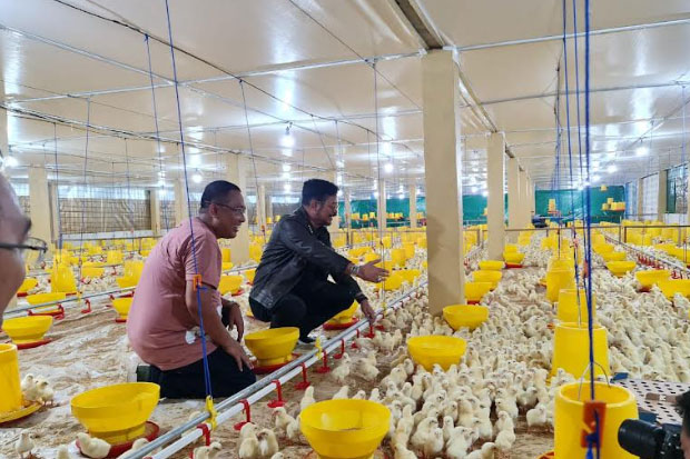 Gowa Kembangkan Peternakan Ayam Broiler Sistem Modern Close House