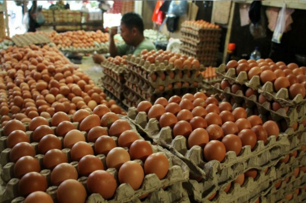 Harga Pakan Naik, Produksi Telur di Sulsel Mulai Menipis