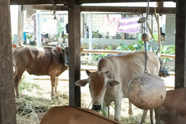 Pasar Ternak Musiman di Pinggir Jalan Kota Makassar Ditertibkan