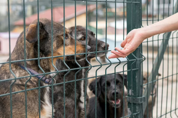 Dinas Kesehatan Sulsel Catat 9 Kasus Kematian Akibat Infeksi Rabies