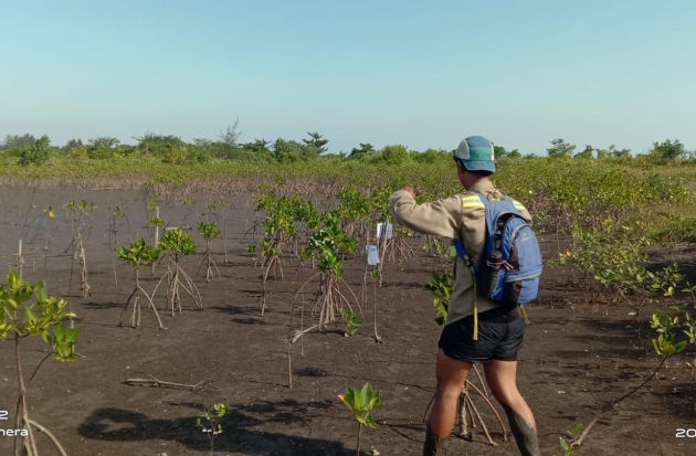 90 Persen Mangrove yang Ditanam SPJM di Pantai Pokko Tetap Hidup