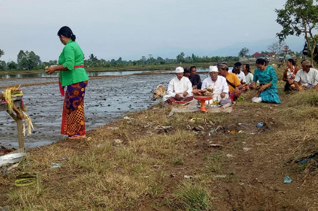 Mengenal Prosesi Tanam Padi Umat Hindu di Desa Lampuawa Sukamaju