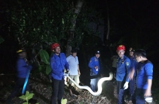 Tim Animal Rescue Damkar Maros Evakuasi Ular Piton 6 Meter di Pemukiman Padat Penduduk