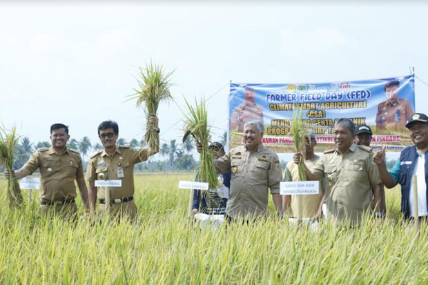 Kemarau Tak Berdampak Besar ke Sektor Pertanian Pinrang