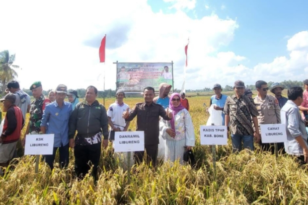 Ribuan Hektare Sawah di Kabupaten Bone Siap Panen