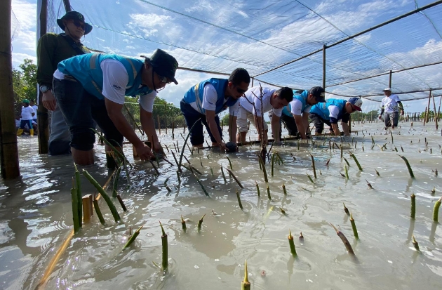Keren! PLN NP UP Punagaya Bangun Kebun Bibit Rakyat Mangrove
