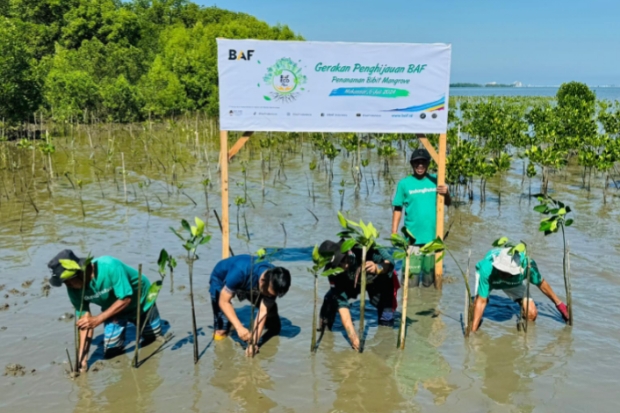 BAF Donasi Lebih dari 20.000 Bibit Mangrove Tahun Ini