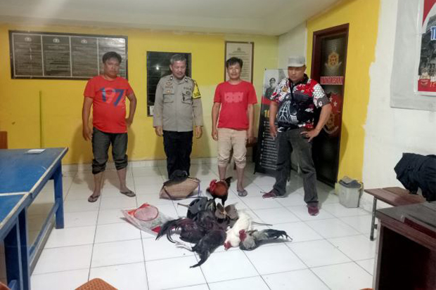 Polisi Amankan 5 Ekor Ayam saat Penggerebekan Judi Sabung di Toraja Utara