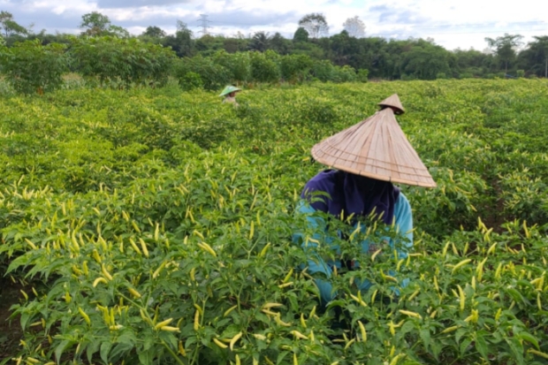 Harga Cabai Meroket, Petani di Maros Raup Untung Besar