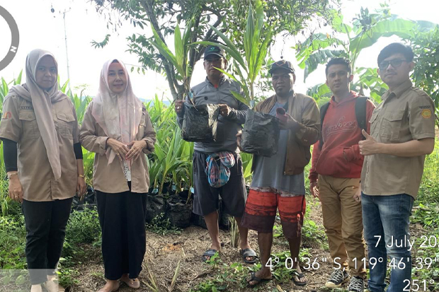 Bantuan Bibit Gratis Disalurkan untuk 272 Hektare Lahan Perkebunan Kelapa di Sidrap