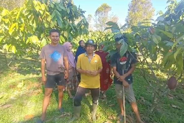 Penghasilan Petani Kakao Naik di Sulsel, Berkat Bantuan Bibit Era Andi Sudirman