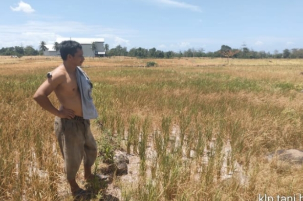 Puluhan Ha Sawah di Pajukukang dan Gantarangkeke Bantaeng Gagal Panen