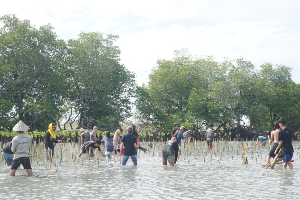 Mahasiswa Jurnalistik UIN Alauddin Tanam 1.900 Pohon Mangrove di Pangkep