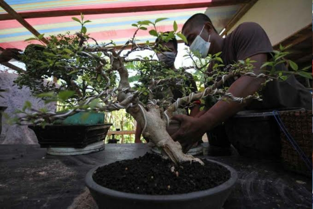 Perebutkan Piala Gubernur, Kontes Bonsai Meriahkan HUT Sulsel Ke-355