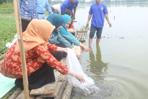 Bantu Pemenuhan Gizi, Ribuan Bibit Ikan Ditebar di Danau Mawang