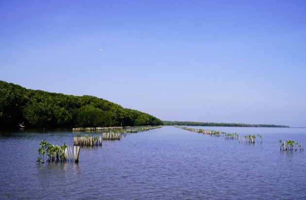 Mangrove SPJM Terus Bertumbuh: Dalam Sebulan, Serap 3 Ton Karbon