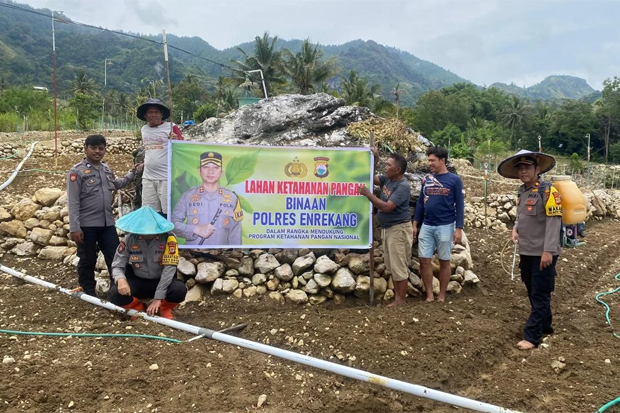 Menuju Swasembada Pangan, Wakapolres Enrekang Kunjungi Kebun Binaan di Anggeraja