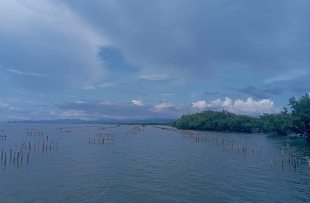 SPJM Lanjutkan Rehabilitasi Mangrove, Dukung Green Port Berkelanjutan