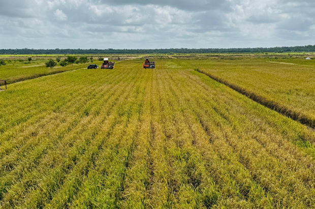 Kementan Garansi Produksi Beras 2025 Dipastikan Aman, Tak Perlu Khawatir Isu Defisit