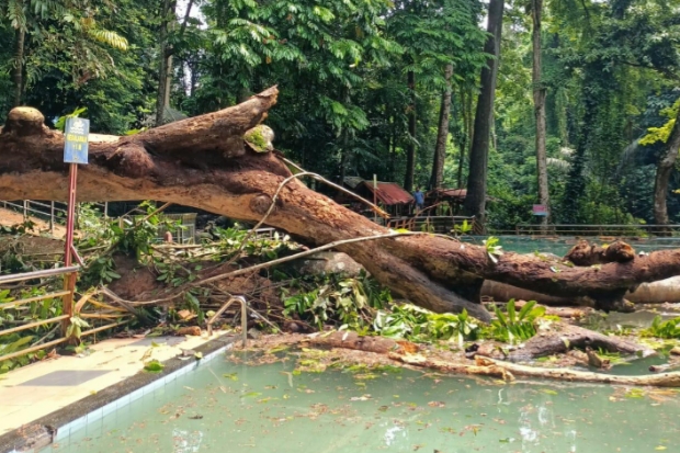 Pohon Tumbang di Objek Wisata Eremerasa, Timpa Kolam Permandian