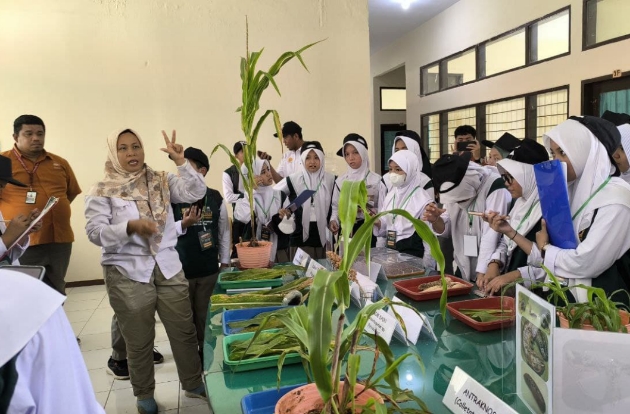 Siswa SMP Islam Athirah Belajar Budi Daya Jagung di BPSI Tanaman Serealia