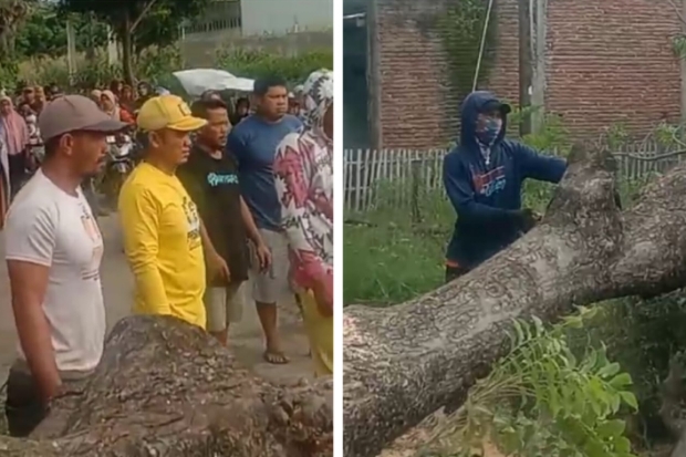 Pohon Tumbang Tutupi Jalan Penghubung Antar Desa di Bontoramba Jeneponto