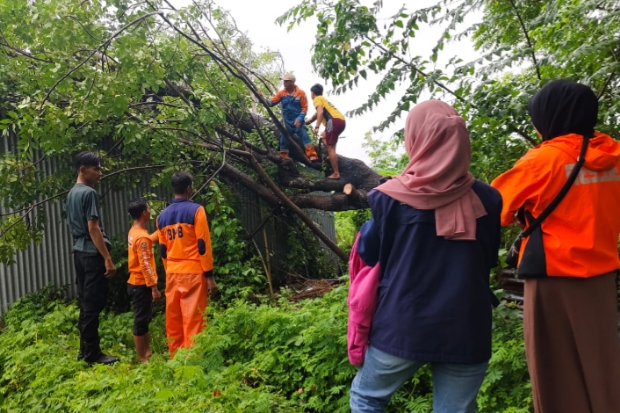 Pohon Tumbang Timpa Rumah Warga di BTN Griya Mappatunru II Jeneponto