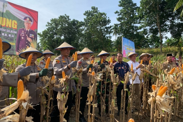 Kapolda Sulsel Panen Jagung dan Tinjau Makan Bergizi Gratis di Wajo