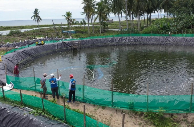 Listrik Hijau PLN Bantu Petambak Udang di Mamuju Hemat Biaya Operasional hingga 70%