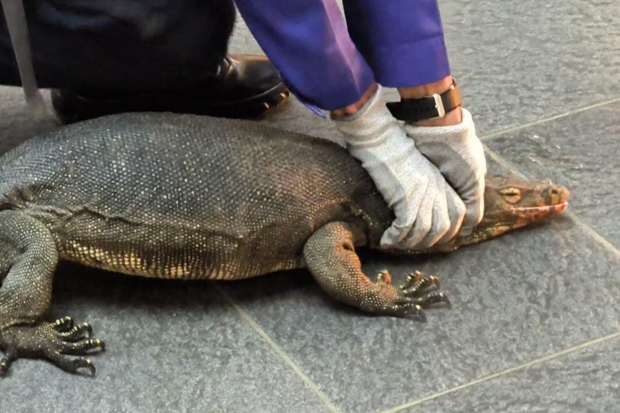 Seekor Biawak Dievakuasi dari Loby Kantor Bupati Maros