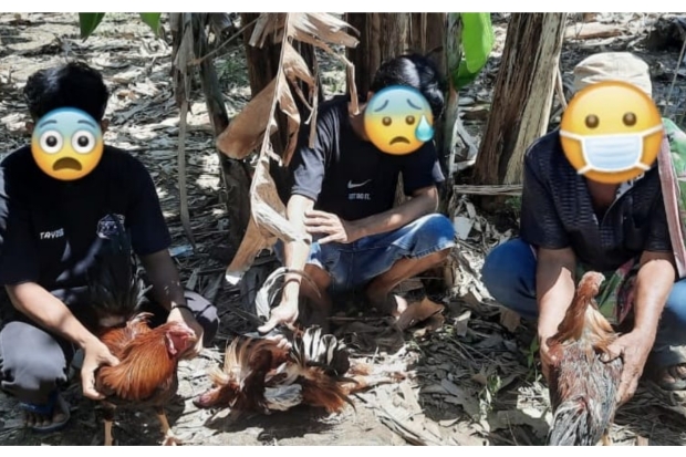 Polisi Gerebek Lokasi Sabung Ayam, Tiga Pelaku Diamankan