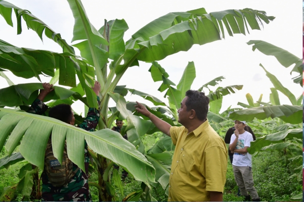 Penyaluran KUR Budidaya Pisang Cavendish di Sulsel & Sulbar Capai Rp7,24 Miliar