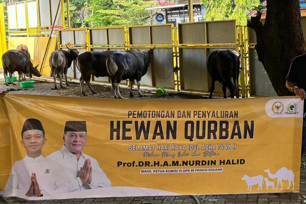 Nurdin Halid Sebar 40 Sapi Kurban di Dapil, Wujud Terimakasih Kepada Masyarakat