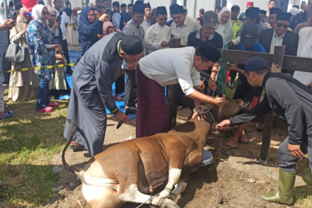 Bosowa Peduli Bagikan Daging Kurban 7,9 Ton di Makassar hingga ke Palestina