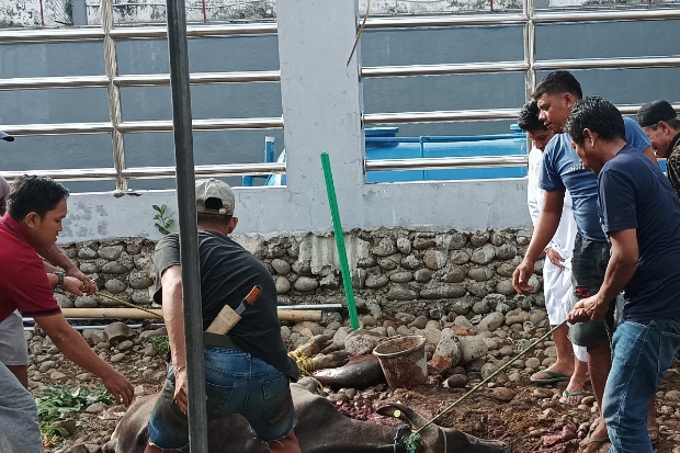 Empat Kantor Wilayah Sembelih 8 Sapi untuk Berbagi Kebahagiaan Idul Adha