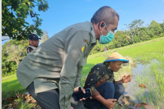 Pemkab Lutim Lakukan Gerakan Pengendalian Hama Penggerek Batang Padi