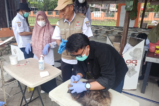 Cegah Rabies, DP2 Makassar Lakukan Vaksinasi Gratis di Puskesmas Kapasa