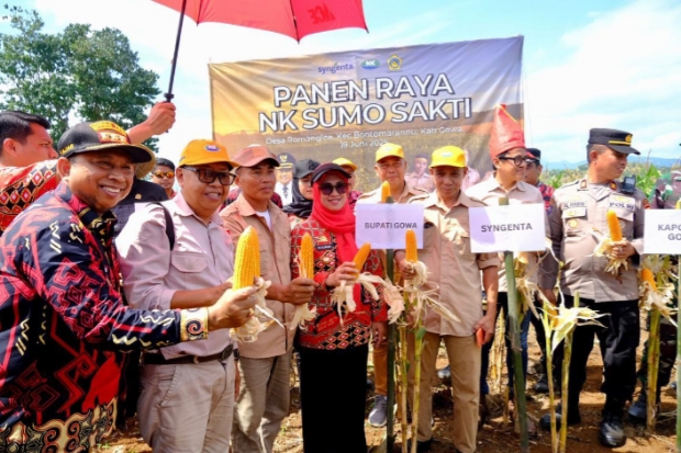 Produksi Jagung Gowa Naik Setiap Tahun, Sekarang Tembus 6,76 Ton/Ha