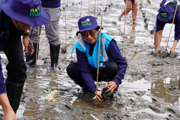 PLN Tanam 7.000 Mangrove untuk Hijaukan Pesisir Jeneponto