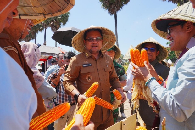 Produksi Jagung Gowa Meroket, Varietas NK Sumo Sakti Jadi Andalan