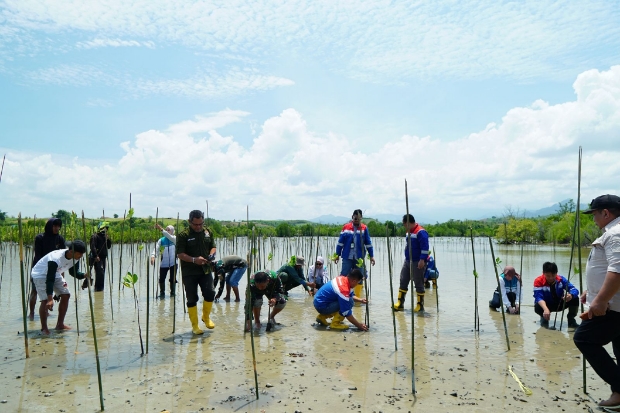 Pertamina Hijaukan Cagar Alam Panua: Kolaborasi Tanam 1.000 Bibit Mangrove