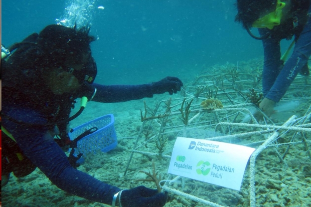 Pegadaian Makassar Rehabilitasi dan Transplantasi Karang di Pulau Barrang Lompo