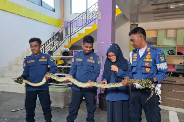 Damkar Maros Evakuasi Tiga Ular Besar di Pemukiman Warga