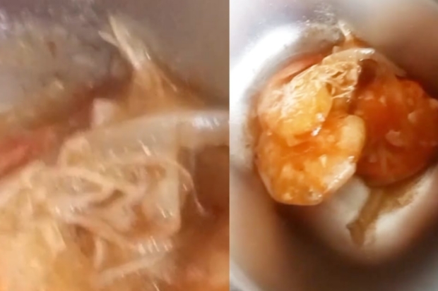 Belatung Ditemukan Meliuk-liuk di Menu MBG, Kinerja SPPI Jeneponto Disorot
