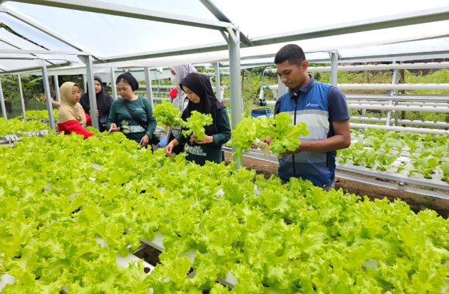 Serunya Panen Bersama KWT Baji Minasa dan Pertamina Sulawesi